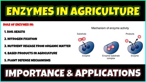 IMPORTANCE Of ENZYMES In AGRICULTURE Application Of Enzymes In