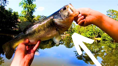 Fishing W Bluegill For Pond Monsters Big Fish Youtube