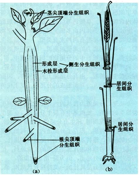 分生组织 智汇三农