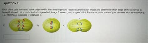 Solved QUESTION 31 Each Of The Cells Illustrated Below Chegg