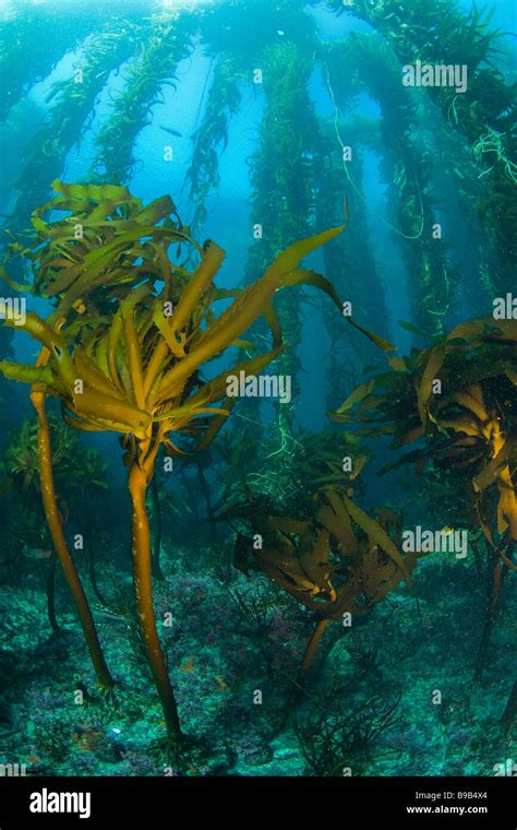 Southern Sea Palm Eisenia Arborea In Giant Kelp Forest Macrocystis