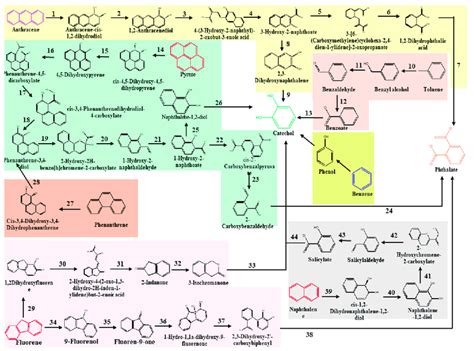 Pathways For Degradation Of Anthracene Pyrene Phenanthrene Fluorene