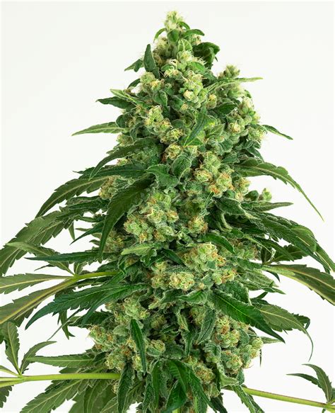 Girl Scout Cookies Feminized Seeds Gsc Weedseedshop