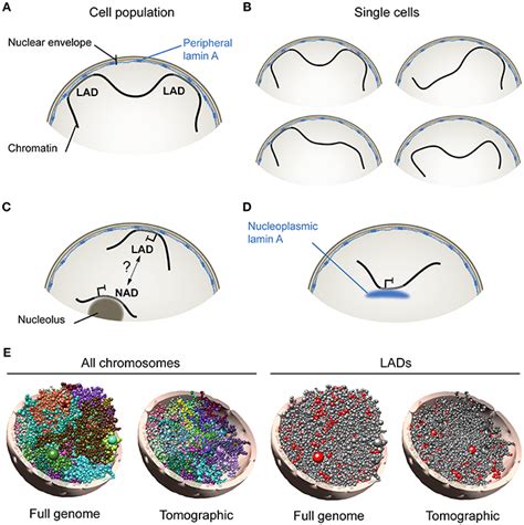 Frontiers Lamin A Chromatin And Fpld Not Just A Peripheral M Nage