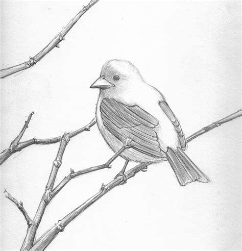 Beautiful Pencil Sketches Of Birds