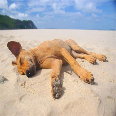 Cuidados pet na praia LéloVet Clínica Veterinária em Ponta Grossa