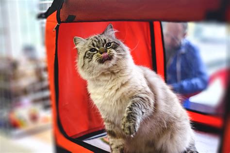 The Best Cat Playpens Cattime