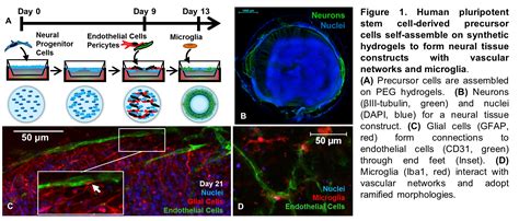 Frontiers Human Pluripotent Stem Cell Derived Neural Tissue Models