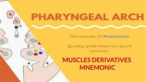 Mnemonics Pharyngeal Arch Muscle Derivatives Youtube