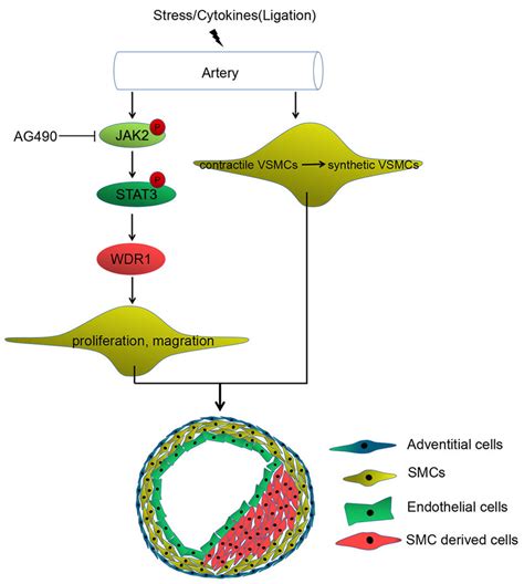 Schematic Diagram Of How The Stat3wdr1 Signaling Axis Promotes Intimal