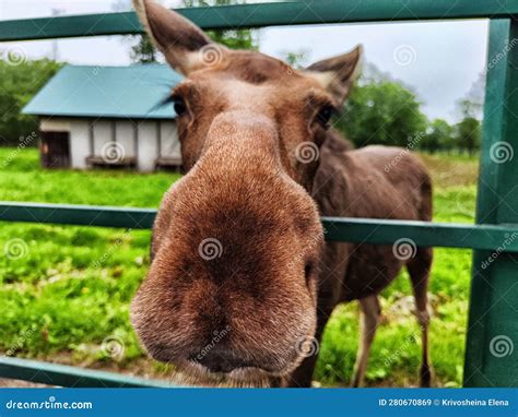 A Moose At The Special Moose Farm In Kostroma Region In Forest In