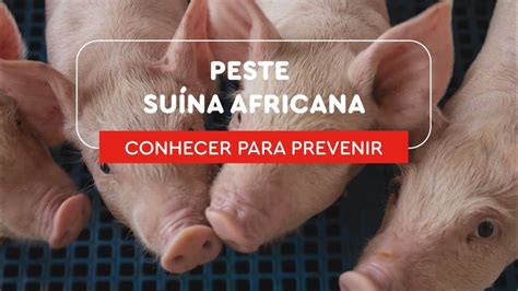 Peste Su Na Africana Conhecer Para Prevenir Youtube