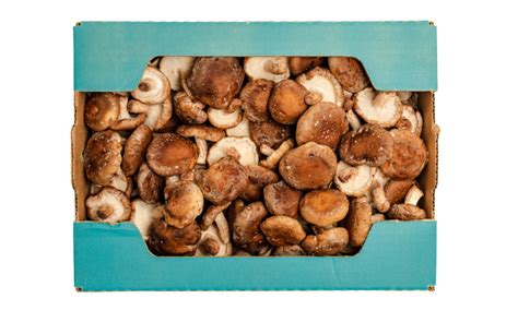 Shiitake Mushroom Grower & Supplier | South Mill Champs