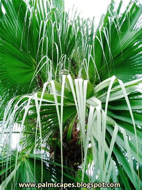 Palmscapes The Ribbon Fan Palm