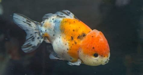 Ranchu Goldfish Care Auquarium Fish Keepers