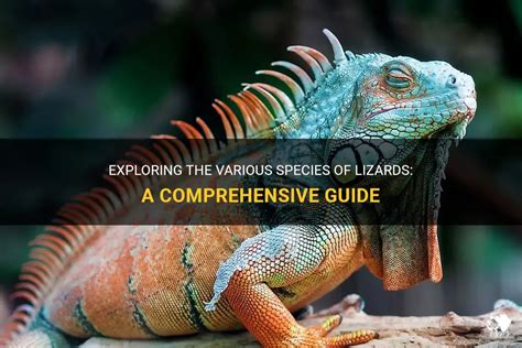 Exploring The Various Species Of Lizards A Comprehensive Guide Petshun