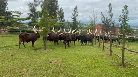 I Nyanza Hamuritswe Inyambo Nyuma Yimyaka 70