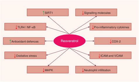 Pathways Regulated By Resveratrol In The Intestinal Mucosa Sirt1 Download Scientific Diagram