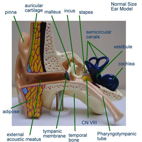 Anatomy Ear Model Labeled - Anatomical Charts & Posters