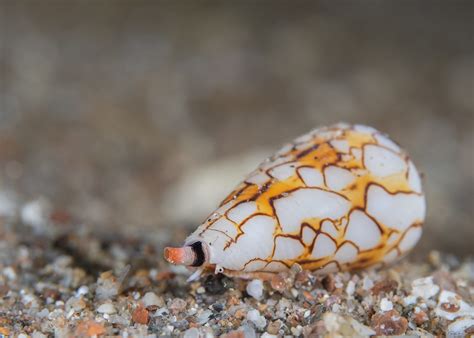 Conus Textile Textile Cone For More Marine Life Please Flickr