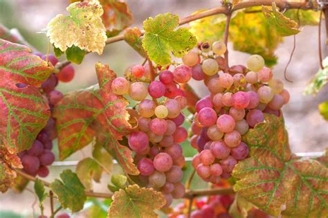 How To Grow Common Grape Vines Vitis Vinifera