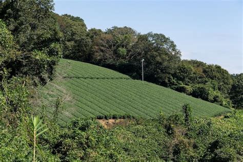 Premium Photo Green Tea Plantation