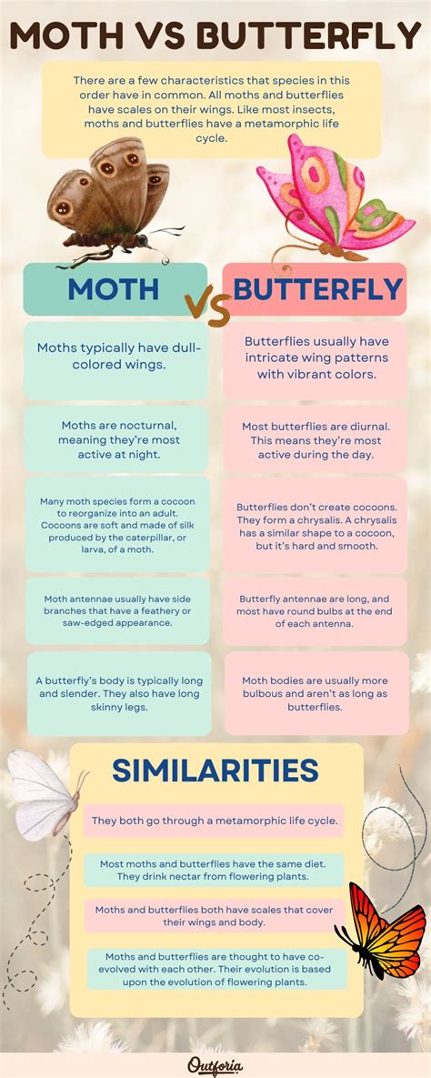 Moths Vs Butterflies