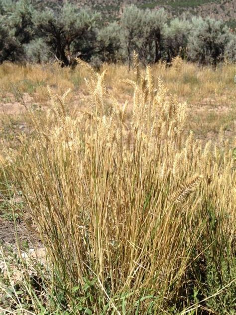 Crested Wheatgrass Seed - Great Basin Seed - Agropyron cristatum