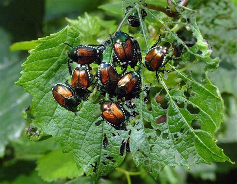 Vaucluse Pays Du Comtat Des Pi Ges Install S Contre Le Scarab E Japonais