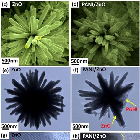 Sem Images Of A C Zno Nanoflowers And B D Pani Zno Nanocomposite