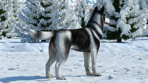 Siberian Husky Black And White Rigged For Maya 3d Model 179 Ma Free3d