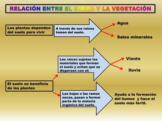 El suelo la vegetación y la fauna PPT