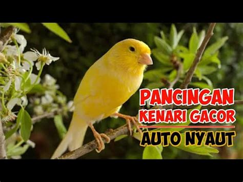 Suara Jernih Pancingan Kenari Canary Gacor Auto Nyaut Youtube