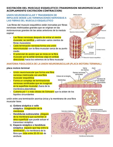 Excitacion DEL Musculo Esqueletico Transmision Neuromuscular Y