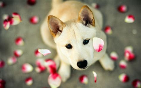 Beautiful Dogs Wallpapers - Top Free Beautiful Dogs Backgrounds - WallpaperAccess