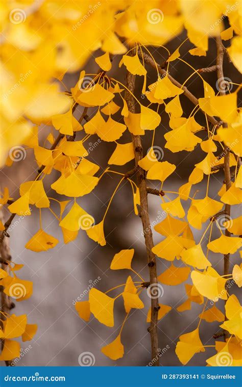 Ginkgo Tree Branch Golden Yellow Leaves In Autumn Stock Image Image Of Flower Sunshine 287393141