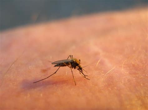 West Nile vaccine to enter clinical trial - UPI.com