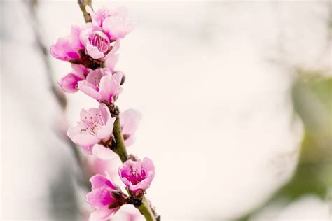 Sakura Kwiaty Japonia Darmowe zdjęcie na Pixabay Pixabay