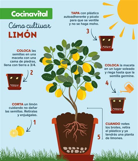 C Mo Cultivar Una Planta De Limones O Limonero En Maceta Cocina Vital