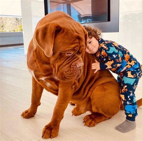 El Perro Gigante De Messi Causa Sensaci N En Las Redes Sociales Caras