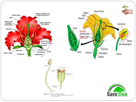 Class 12 Biology Chapter 2 Sexual Reproduction In Flowering Plants