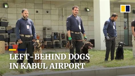 Dogs Left Behind At Afghanistans Kabul Airport Get New Handlers Youtube