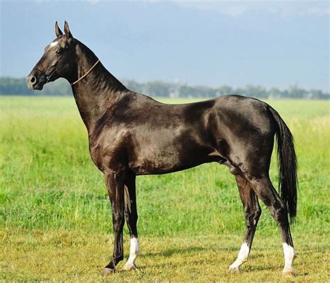 Black Akhal teke stallion, Karabek. | Beautiful horses, Race horse breeds, Akhal teke