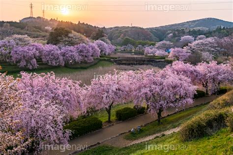 【桜咲く常陸風土記の丘 夕景】の画像素材70472988 写真素材ならイメージナビ