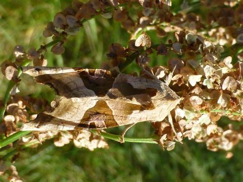 Welcher Falter Ist Das Schmetterlinge Bestimmen Actias