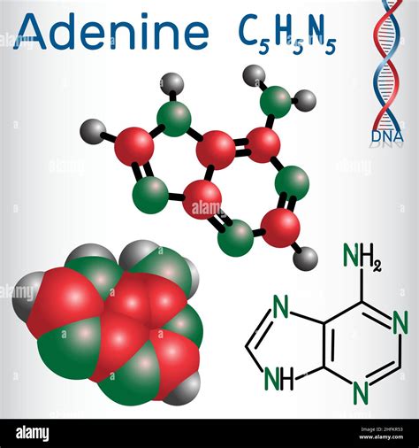 Adenine A Ade Purine Nucleobase Fundamental Unit Of The Genetic