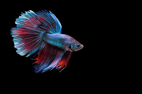 Betta Papel De Parede Hd Plano De Fundo 2048x1365 Id771968