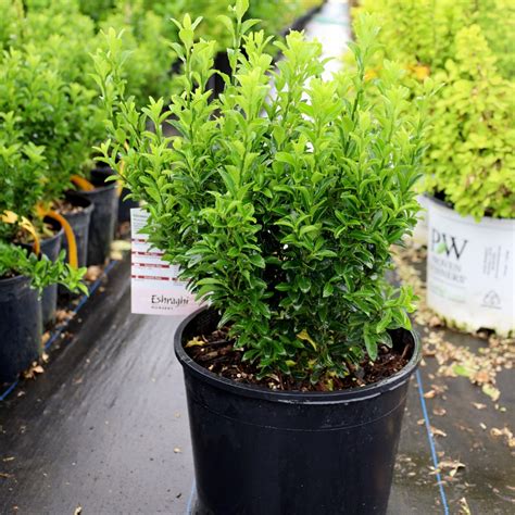 Buy Euonymus Green Spire Online Garden Goods Direct