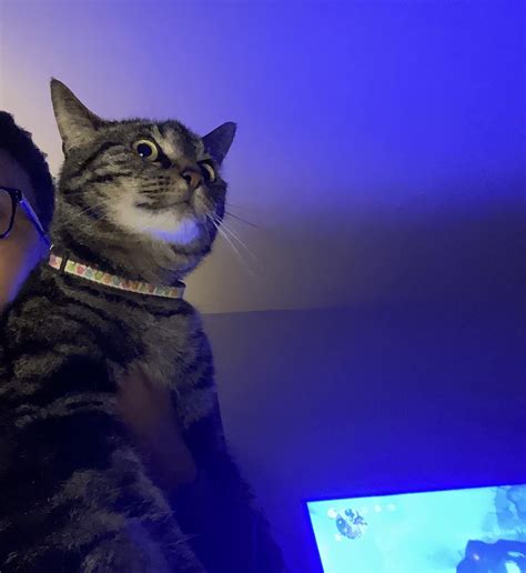 Shocked Cat Rcats