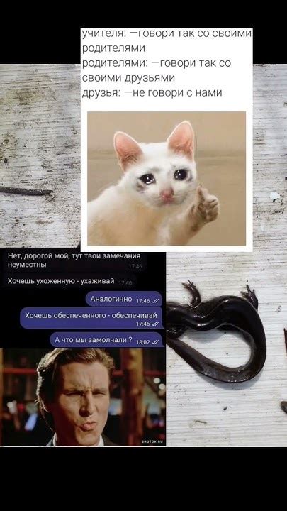#мемчик #мемы #memes #cat #мемкот - YouTube